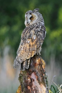 Long-eared owl