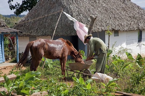 Farmer and horse at traditional farm in the Vinales Valley