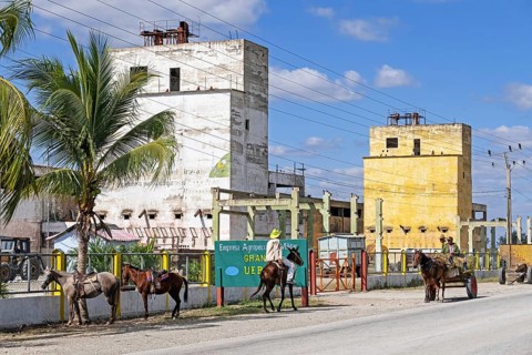 Mules in front of agricultural plant along the Carretera Central