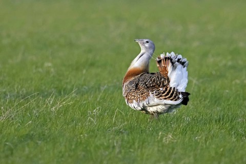 Great bustard