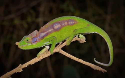 A female chameleon