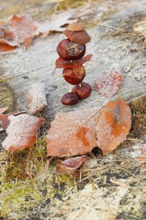 Funny chestnut figure in winter