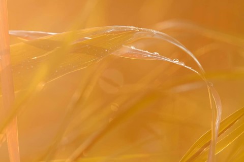 Leaf of a reed in backlight with dew drops