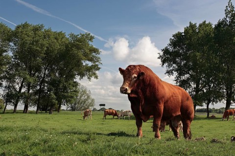 Breeding bull of the Limousin breed