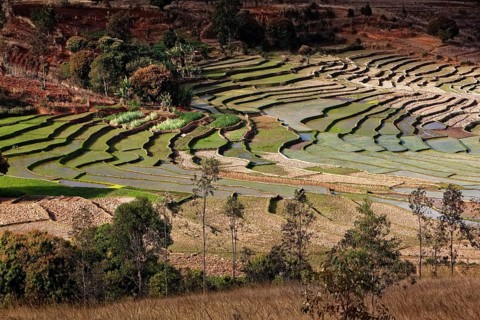Rice Terraces near Fianarantsoa