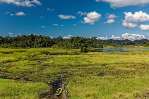 Swampy landscape