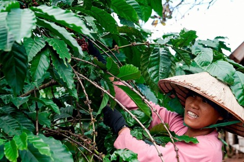 Woman harvesting coffee