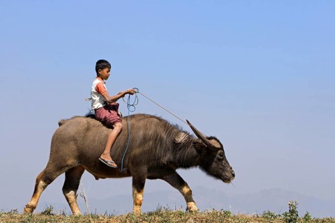 Young on water buffalo