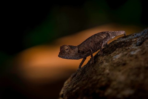 Juwenile chameleon