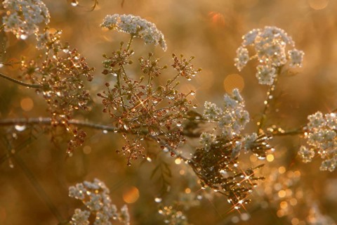 Common hogweed