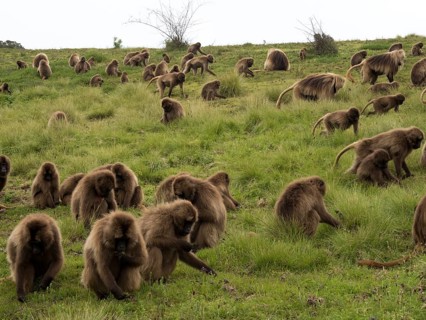 Gelada baboons