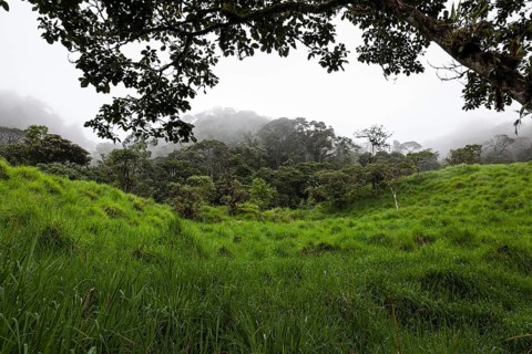 Cloud Forests of Mindo