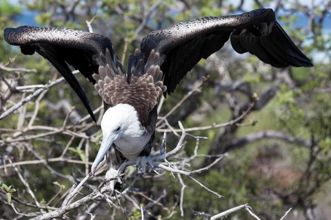 Albatross