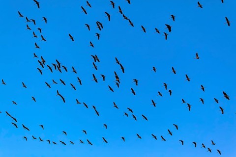 Cranes in the sky