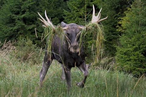 Moose