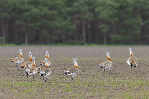 Great bustards
