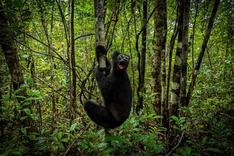 Indri