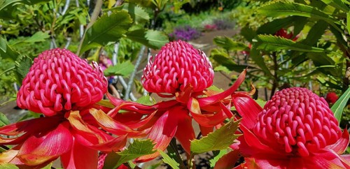 Pincushion