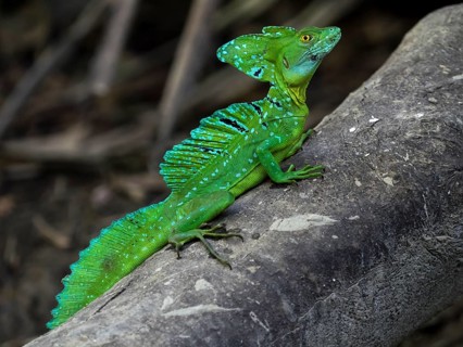 Plumed basilisk