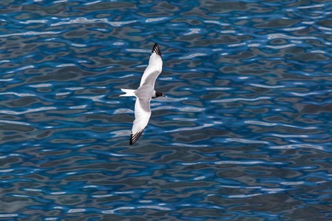 Swallow-tailed Gull