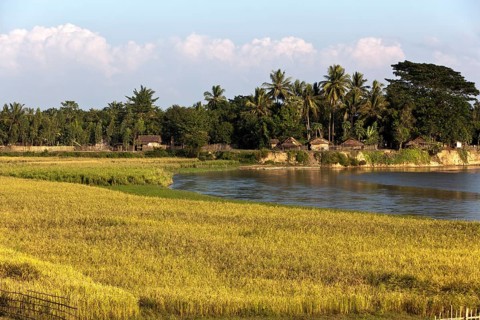 Rice fields