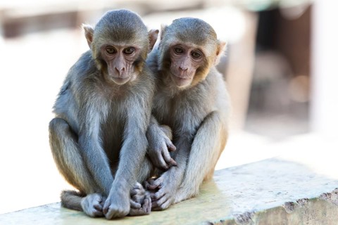 Temple monkeys