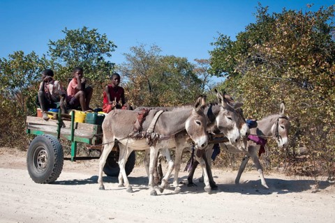 Children with donkey carts