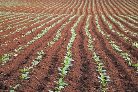Tobacco plantation in the Vinales Valley