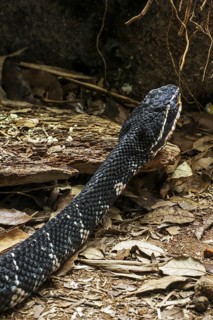 Common cantil