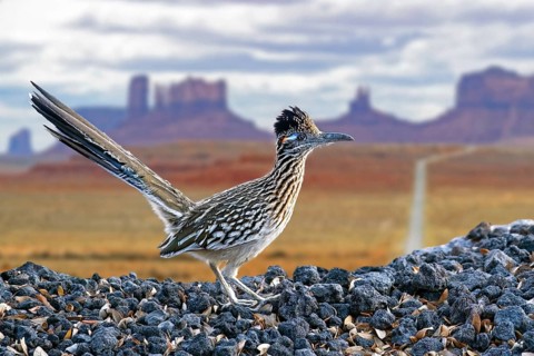 Greater roadrunner