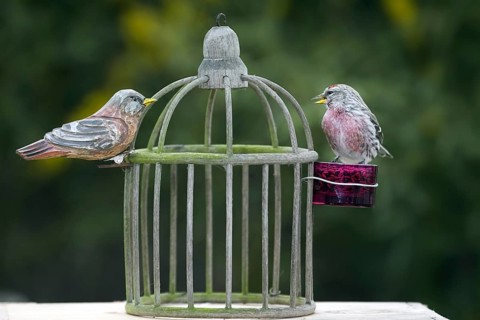 Common Redpoll