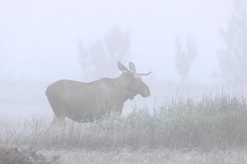 Moose