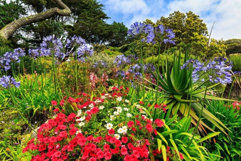 Flowering plants