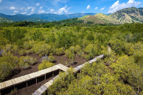 Boardwalks through mangrove forest