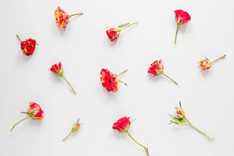 Arrangement red carnation flowers white background