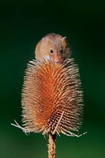 Eurasian harvest mouse