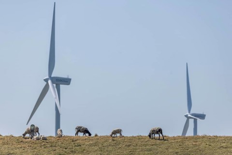 Sheep standing on a dike by the sea in front of wind turbines for wind energy