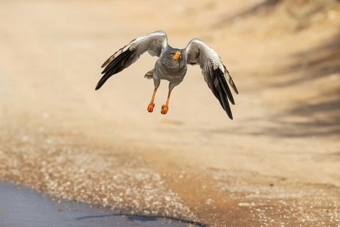 Pale-chanting Goshawk
