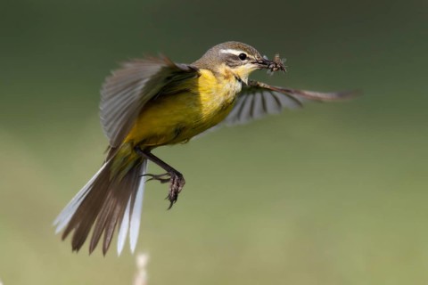 Blue-headed wagtail