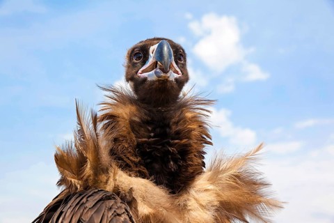 Cinereous vulture