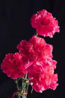 Bunch fresh pink flowers