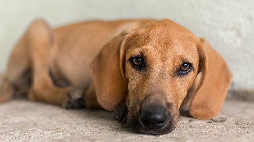 Cute rescue dog shelter waiting adopted