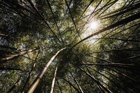 Low angle view bamboo grove