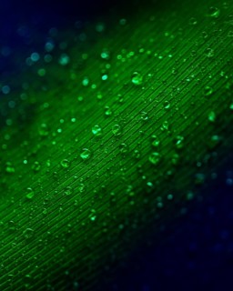 Translucent water droplets green surface background