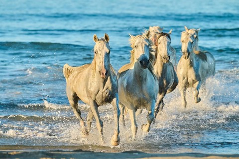 Camargue horses running out of the sea on a beach in morning light