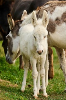 Donkey