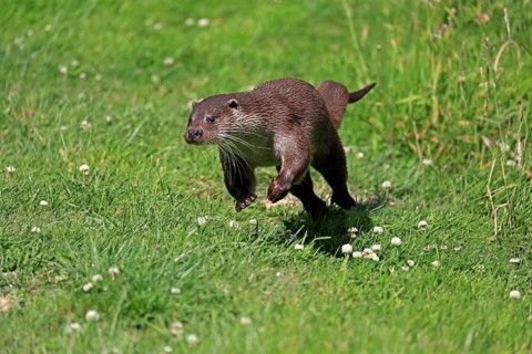 European otter