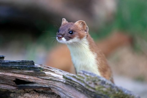 Ermine