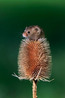 Eurasian harvest mouse