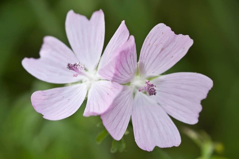 Musk mallow